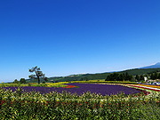 ����Ԃ̋u�̕��i