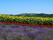 ����Ԃ̋u�̕��i