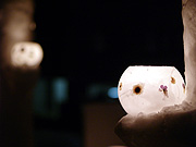 ��{�����